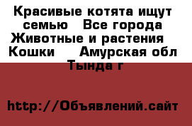 Красивые котята ищут семью - Все города Животные и растения » Кошки   . Амурская обл.,Тында г.